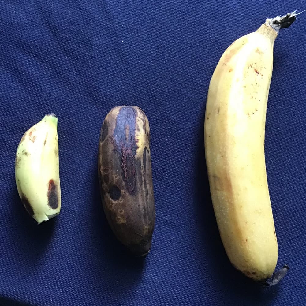 様々なバナナ